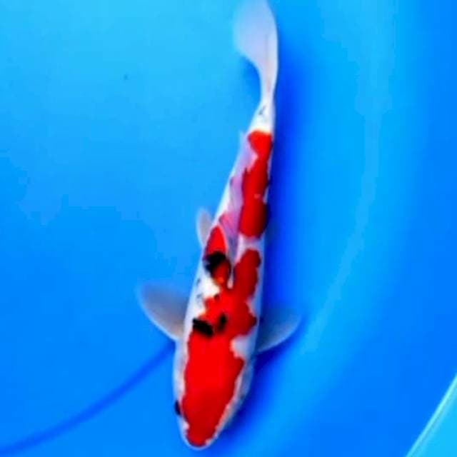 23cm SANKE 