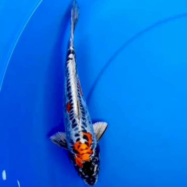 26cm BENI KIKOKURYU