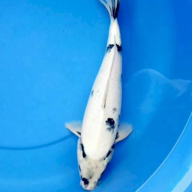 34cm TATEGOI SHIRO MOTOGORO