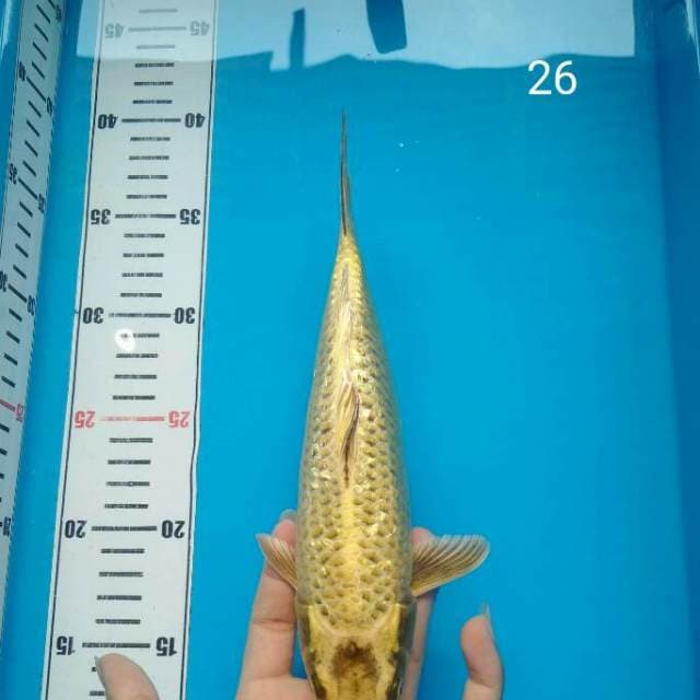 Mukasi