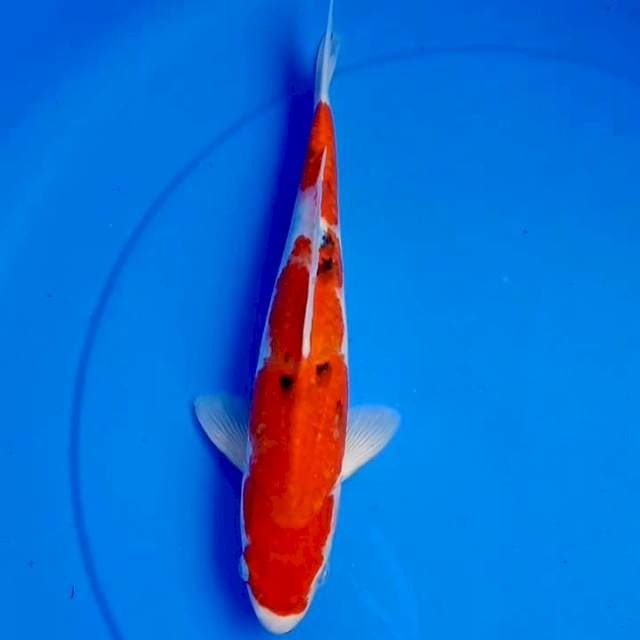 31cm TAISHO SANKE