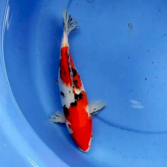 30cm NIDAM SANKE