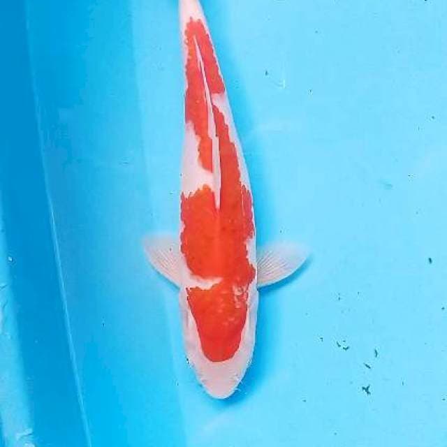 Inazuma aigoromo strong 29 cm