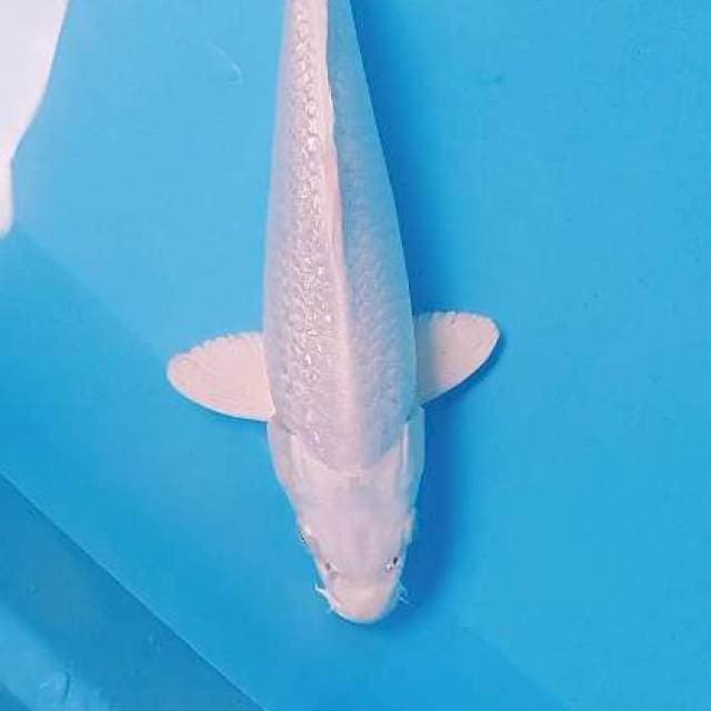 Platinum ginrin 30 bu/28 cm