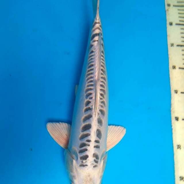 Kojaku 38cm