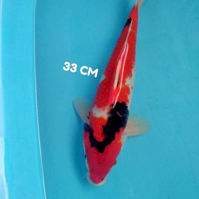 Showa metir 33 cm