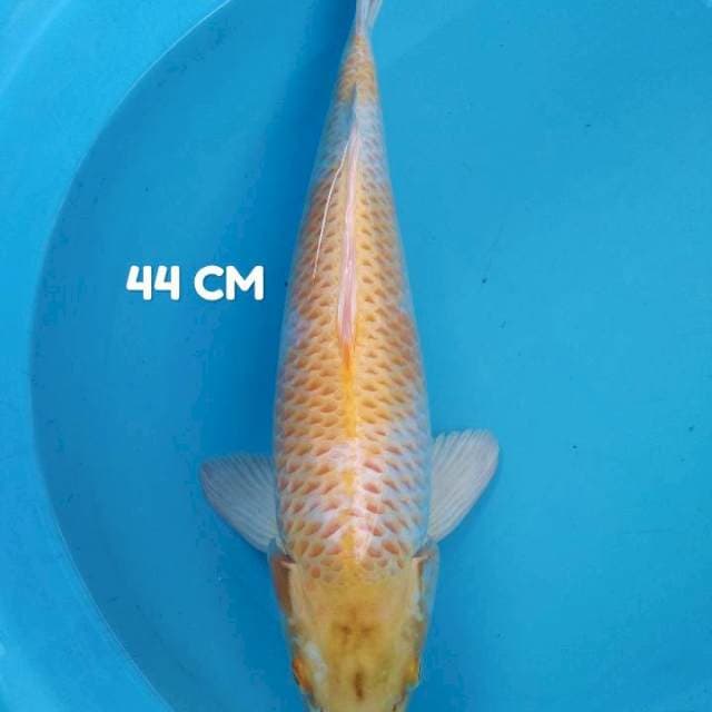 Hariwangke jumbo bodi jos 44 cm
