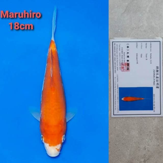 Maruhiro Kohaku Certi