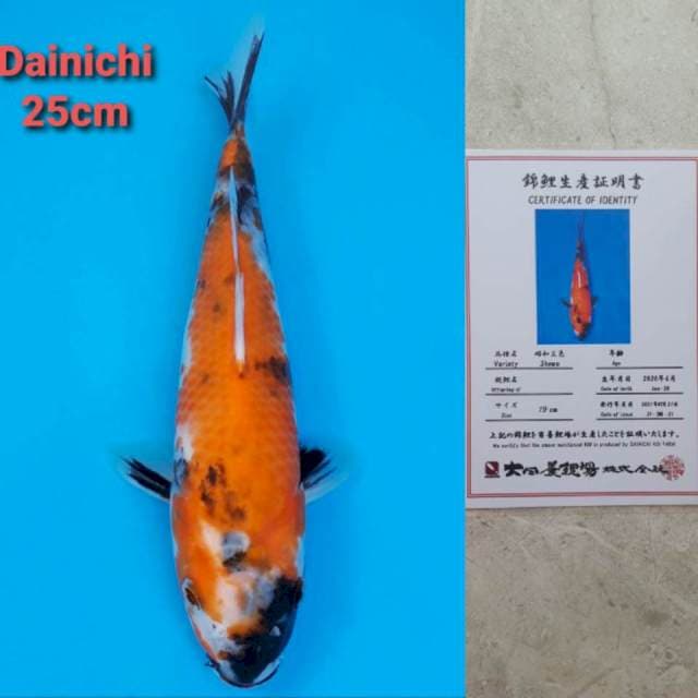 Dainichi Showa Certi