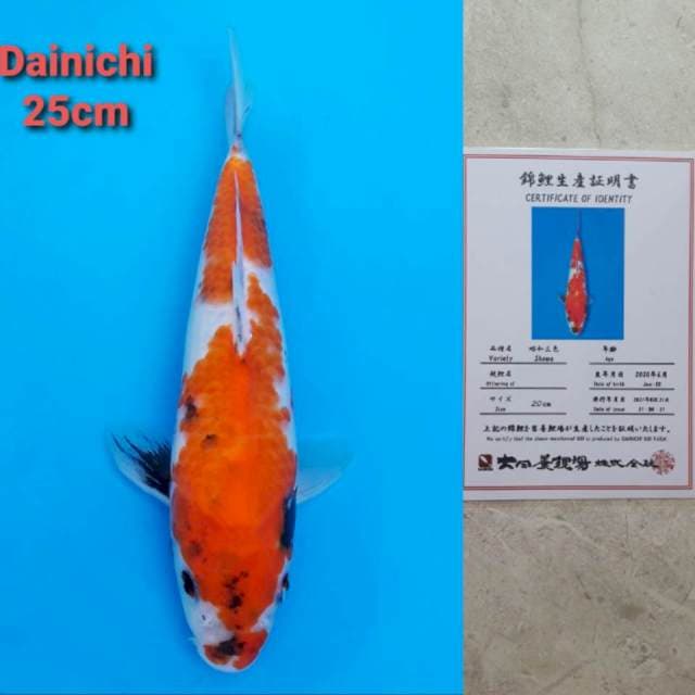 Dainichi Showa Certi