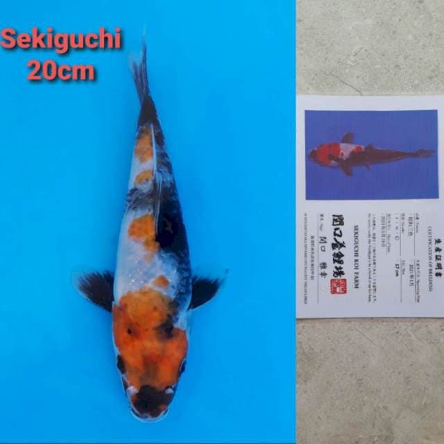 Sekiguchi Showa Certi