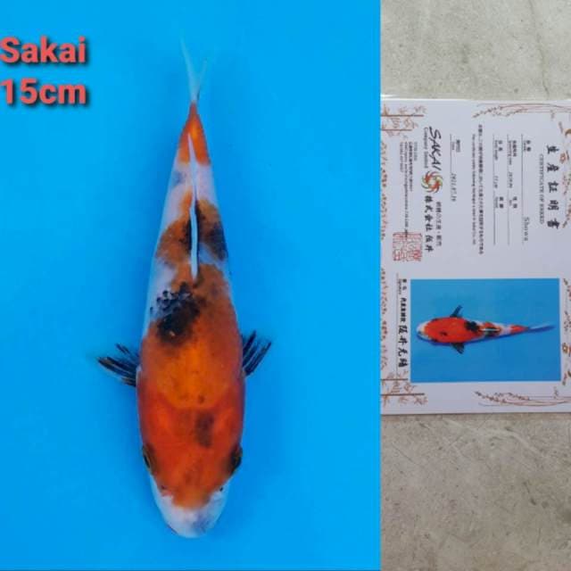 Sakai showa Certi