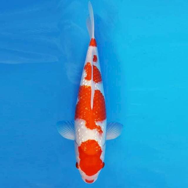 MEIJI 2 ~ KOHAKU KUCIBENI ™