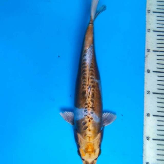 Kiko 36cm