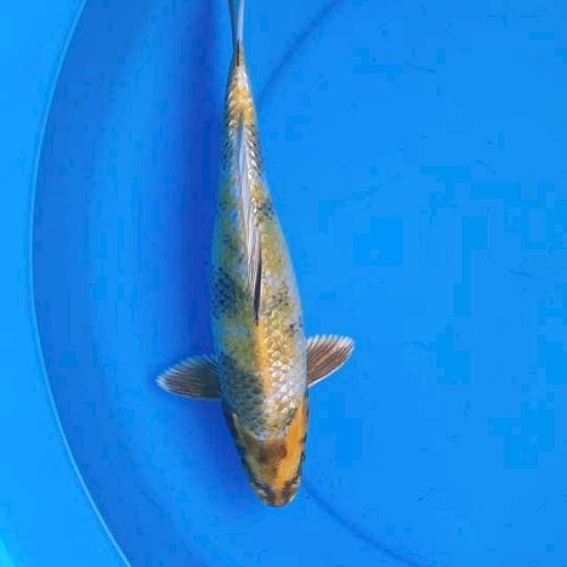 Kin showa 31cm