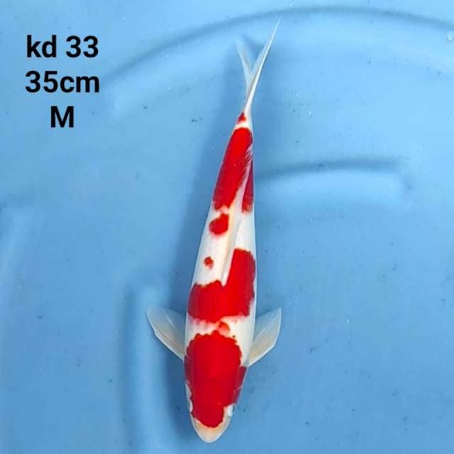 kohaku red hot