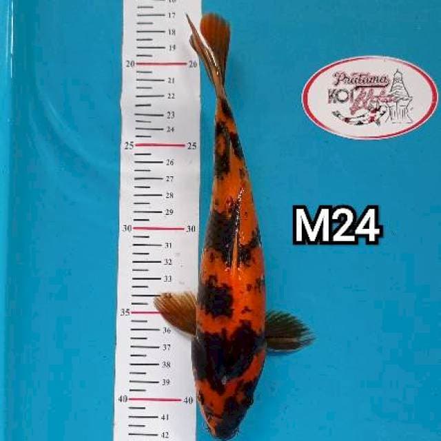 Hi-utshuri 24cm