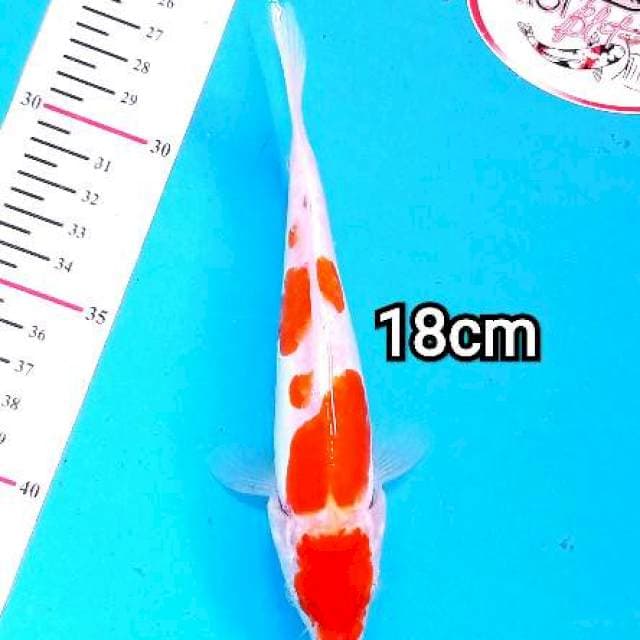 KOHAKU DOITSHU 18CM