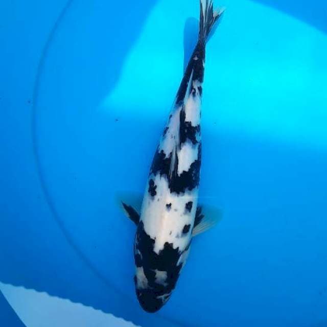 Shiro 28cm 