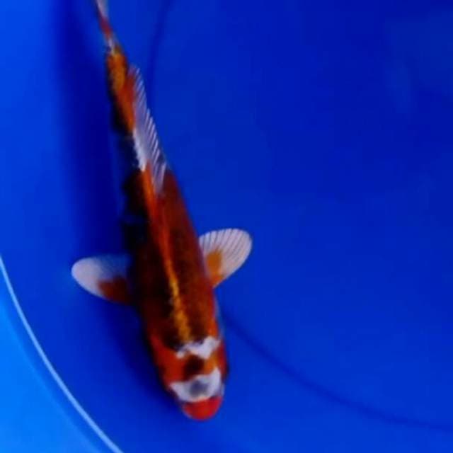 kujaku 24CM
