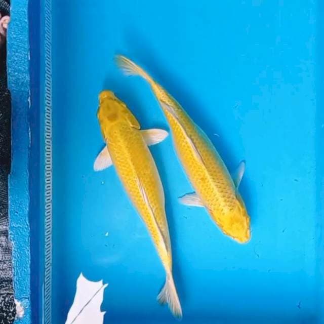 Yamabuki Ogon jumbo 38 cm 2 ekor.