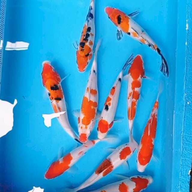 Mix...Kohaku Sanke 10 ekor 23/28cm