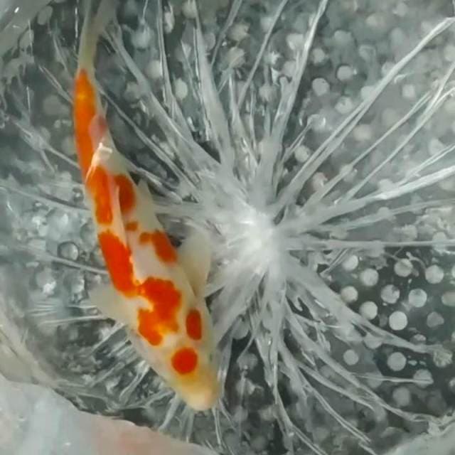 ✔️maruten kohaku 25cm