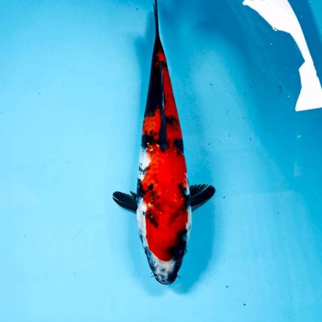 Showa, 30 cm