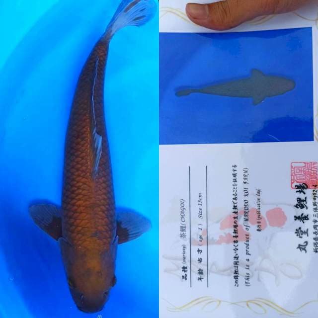 Chagoi import Certy 