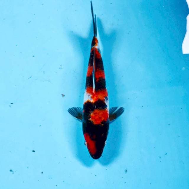 Showa, 19 cm