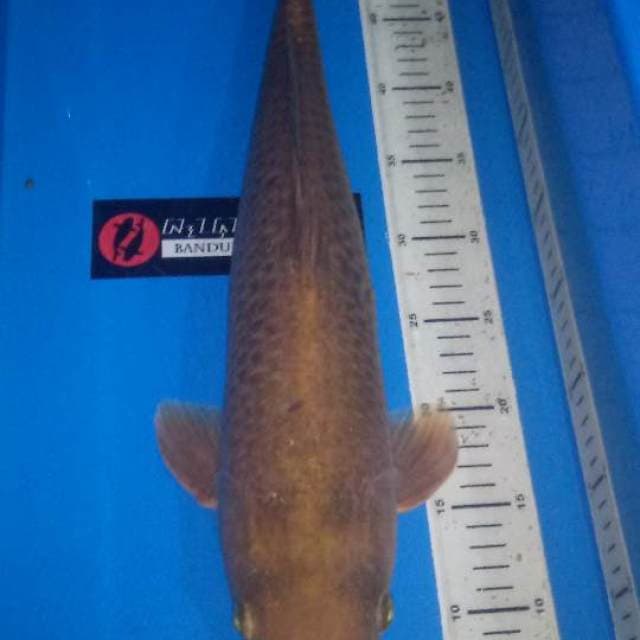 Chagoi Jumbo