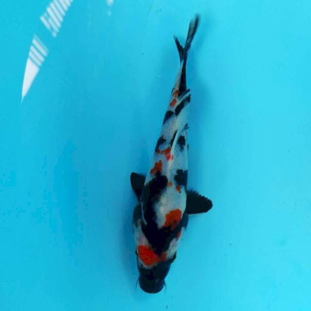 Kindai showa 16cm