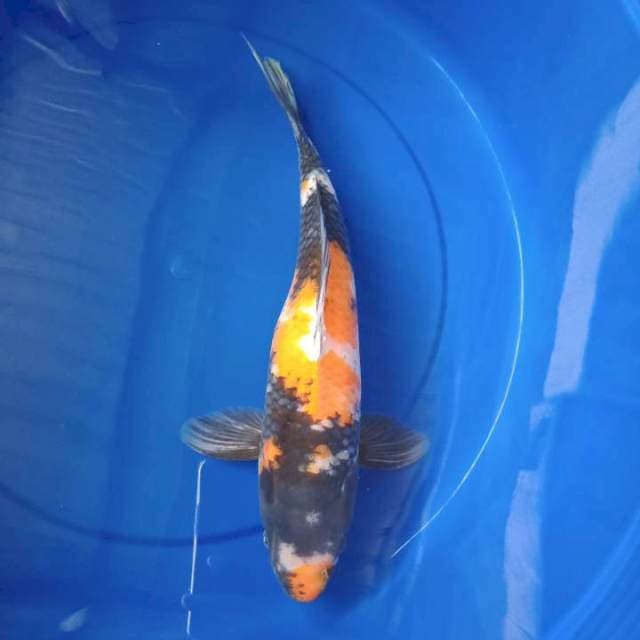 Showa 43cm