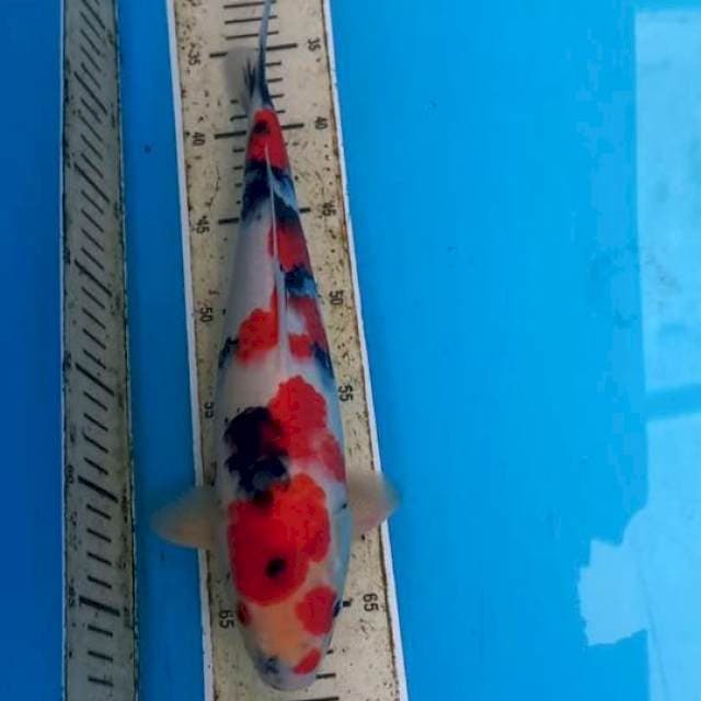Showa 34cm Male