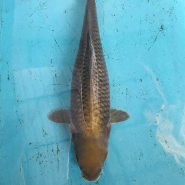 Cagoi 32