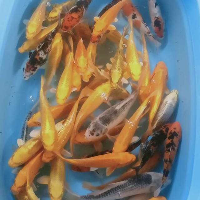 Mix