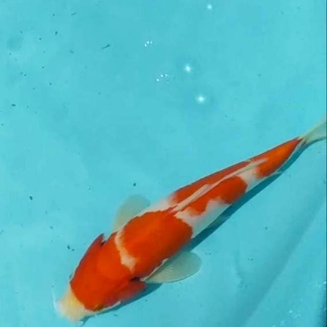 ✔️minion kohaku 25bu halus