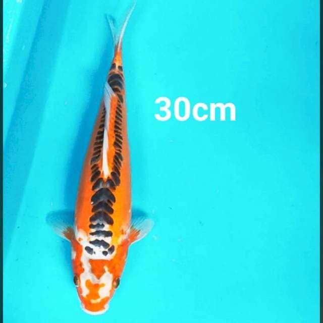 Shusui strong 30cm male
