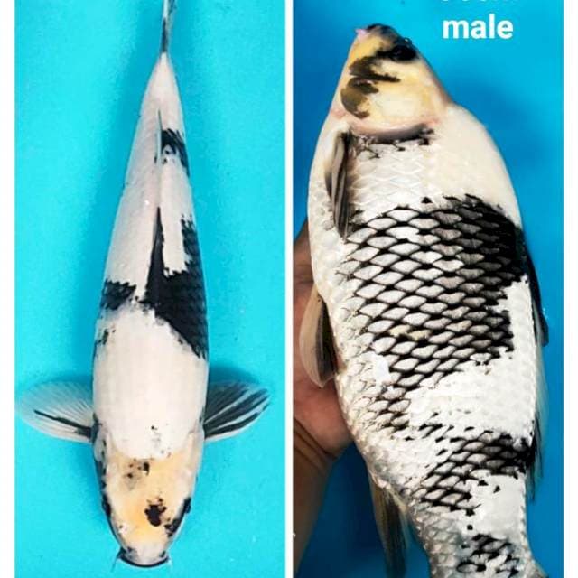 Shiro prospek punuk 35cm male