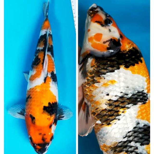 Showa punuk body tebal 36cm
