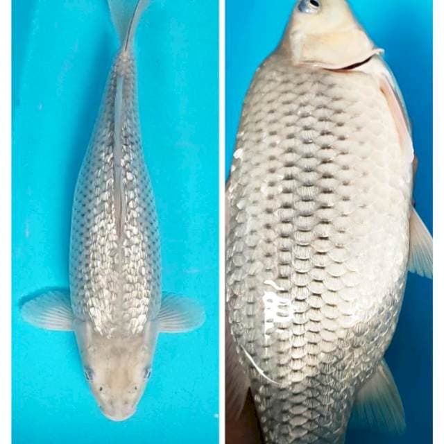 Soragoi ginrin punuk onta 33cm