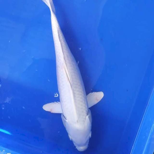 Platinum 35 cm