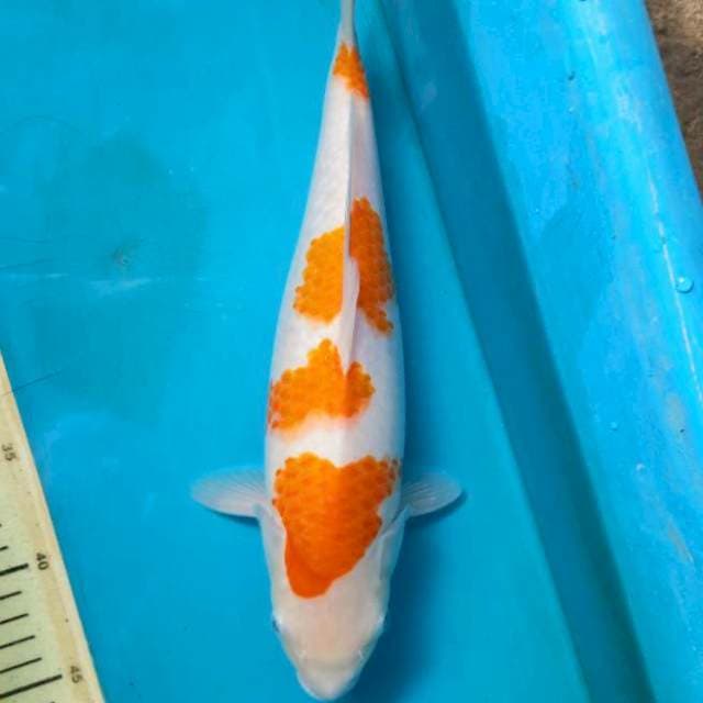 JT2 Kohaku 33 Female