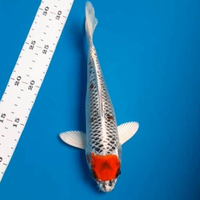 Tc.kujaku 22cm