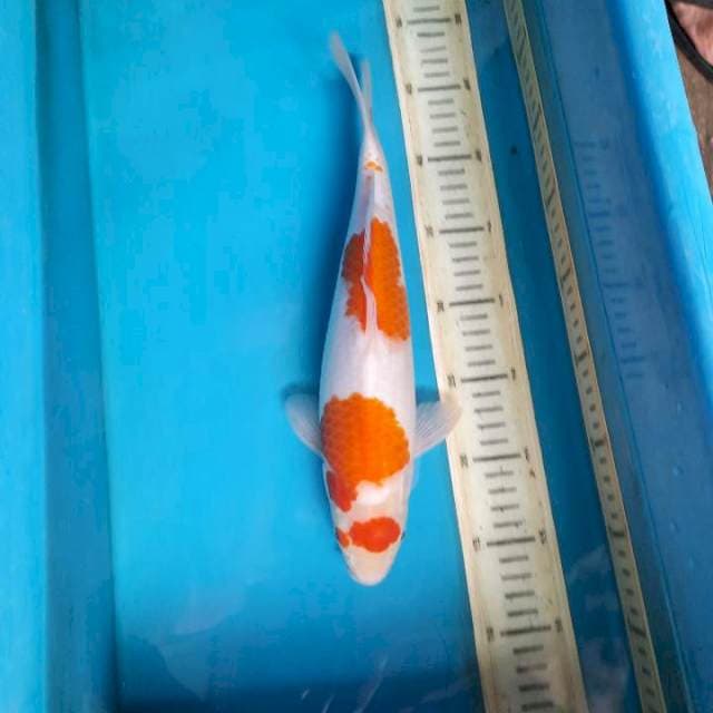 Maruten Kohaku 33bu Female