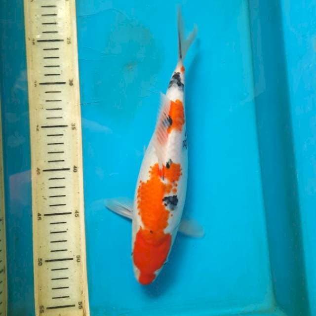 Taisho sanke 30bu Female