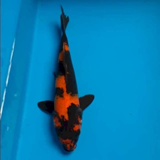Hi utsuri 28cm