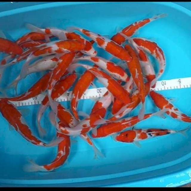 Paket 30 ekor 20-27 cm