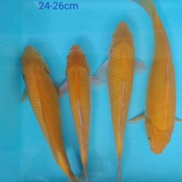 Karashi MM 24-26cm