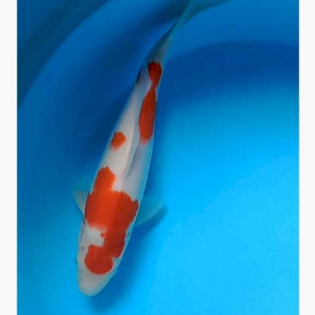 Kohaku